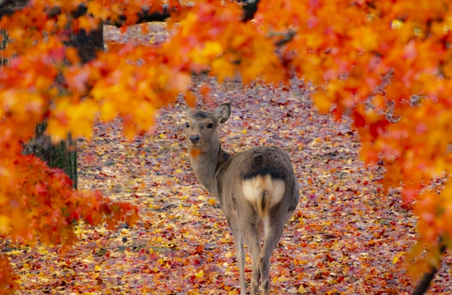 Nara deer autumn